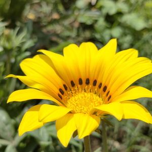 Amrit Udyan Visit - 15/03/2026